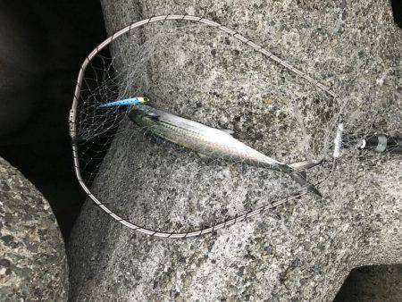 貝塚人工島1本勝負